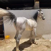 اسب نریون خوش سوار