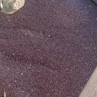لوبیا قرمز