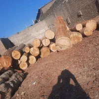 برش درخت خریدار چوب