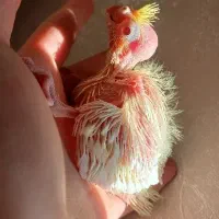 جوجه عروس هلندی سرلاکی لوتینو چشم شرابی خالص
