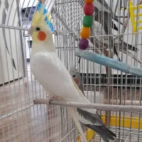 عروس هلندی ماده