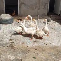 غوغاز|حیوانات مزرعه|خرمشهر, |دیوار
