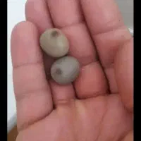 سنگ بخت اقبال