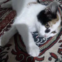 گربه خانگی