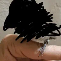 قناری محلی جوجه بندرلنگه