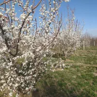 نهال آریا|خدمات باغبانی و درختکاری|تهران, آذربایجان|دیوار