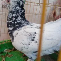 کود کبوتر