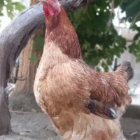 مرغ