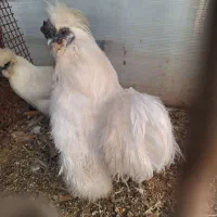 ‌مرغ‌وخروس‌‌.ابریشمی.