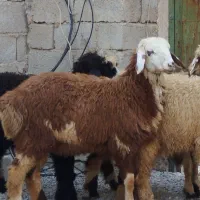 بره ترکی چاق