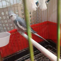 عروس هلندی