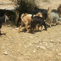 کهره|حیوانات مزرعه|دوگنبدان, |دیوار