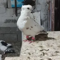 کبوتر