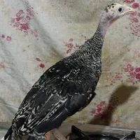 جوجه بوقلمون