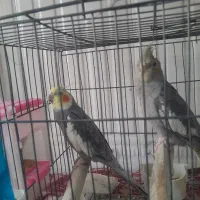 عروس هلندی