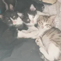 بچه گربه