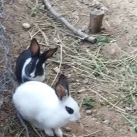 خرگوش باهوش