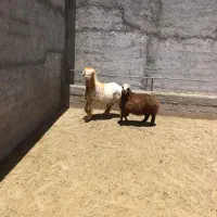 میش بز کهره بره
