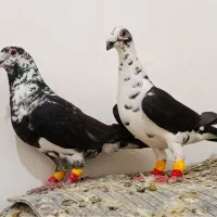 کفتر پلاکی .بزک سینه سفید