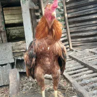 تخم مرغ نطفه دار جوجه لاری مرغ لاری خروس لاری