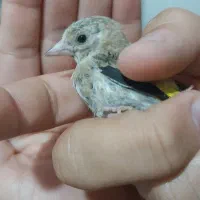 سهره