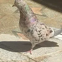 کبوتر هفت رنگ