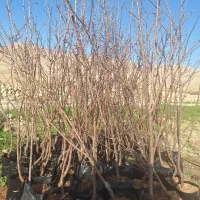 بادام|خدمات باغبانی و درختکاری|ایلام, |دیوار