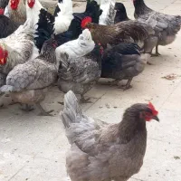 تخم مرغ نژاد آیسبار فرانسه
