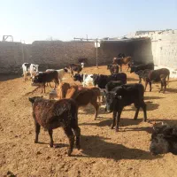 گوساله،  محلی،دورگ،بومی ریز قلم، قربانی