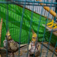 4 تا جوجه 45 روزه عروس هلندی