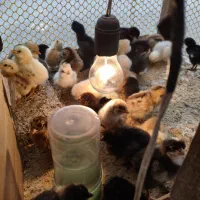 جوجه محلی(تخم گذار ، کرچ شو)