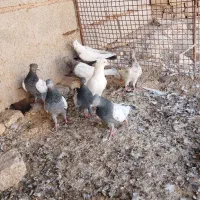 کفترفروشی