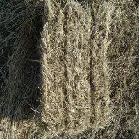 فروش پرس گندم تازه