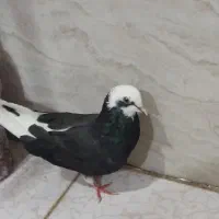 کبوتر