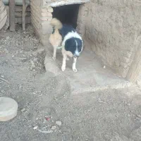 واگذاری سگ قدرجونی نگهبان