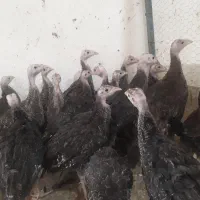 بوقلمون برنز سینه پهن