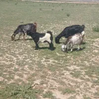 بزکهره دارباکهره بزرگ