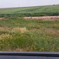 زمین کشاورزی برای زعفران