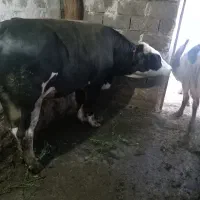 گوساله سیمینتال