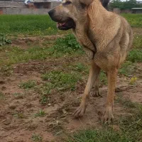 پژدر|سگ|گرگان, |دیوار
