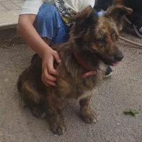 واگذاری پامر روباهی