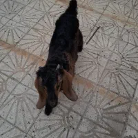 بزغاله ماده دورگه خارجی