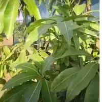 باغ مخصوص کشاورزی