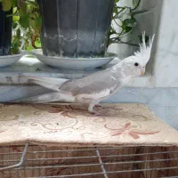 عروس هلندی خوش رنگ