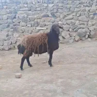هترو قوچ درجه یک آس