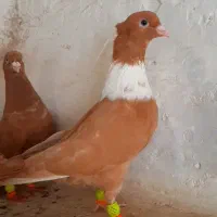کلاغ رسمی.خطی.نواری.طوق‌سفید