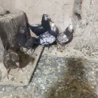 کبوتر|پرنده|شیراز, دودمان|دیوار