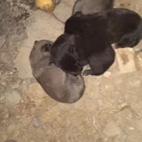 حیوان|سگ|ماکلوان, |دیوار