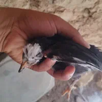 مرغ گلین با جوجه