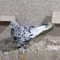 تعدادی کبوتر دم سفید